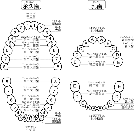 永久歯と乳歯