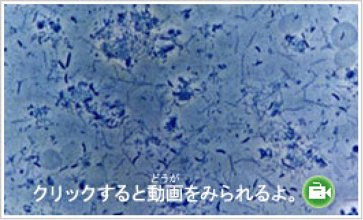 クリックすると動画をみられるよ